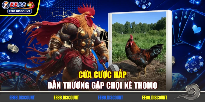 Cửa cược hấp dẫn thường gặp chọi kê Thomo