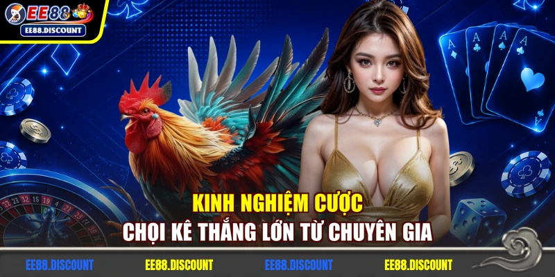 Kinh nghiệm cược chọi kê thắng lớn từ chuyên gia
