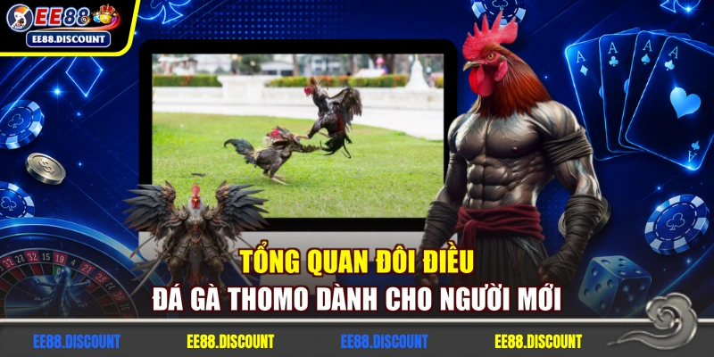Tổng quan đôi điều đá gà Thomo dành cho người mới